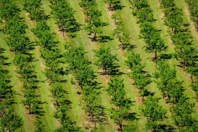 Farm service team walking through an orchard in Groblersdal, Limpopo