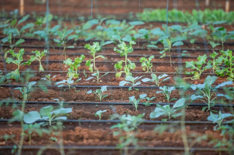 Freshly harvested fruit carefully placed in crates at a Limpopo farm
