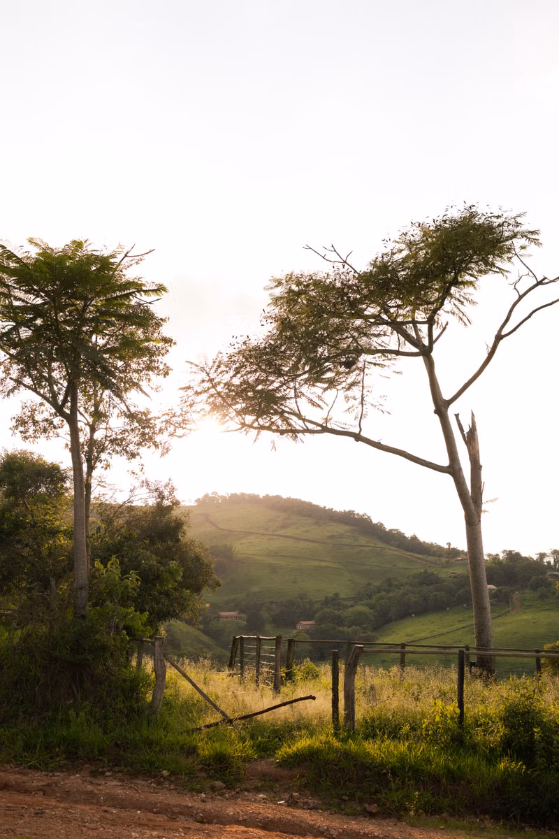Sunrise over a fruit farm in Limpopo