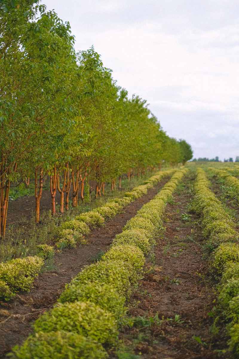 Green orchard rows on a Limpopo farm