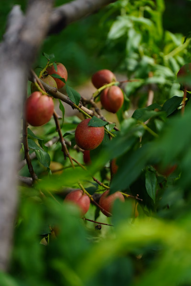 Healthy fruit tree branches being checked